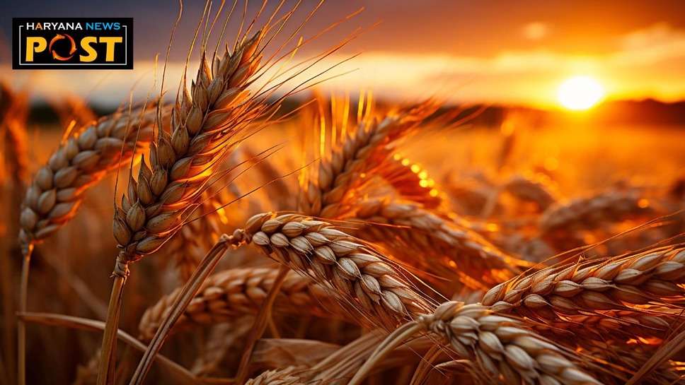 Varieties of Wheat: गेहूं, धान और सरसों की इन किस्मों से किसान प्राप्त कर सकते हैं बेहतर उपज, जानें नाम और उत्पादन क्षमता