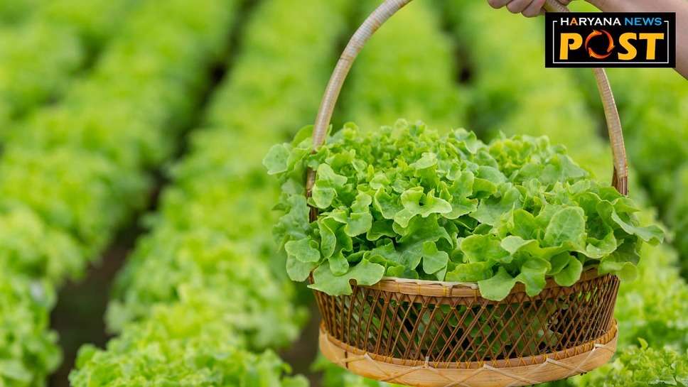 Kitchen Gardening: मार्च-अप्रैल के महीने में किचन गार्डन में लगा सकते हैं ये सब्जियां