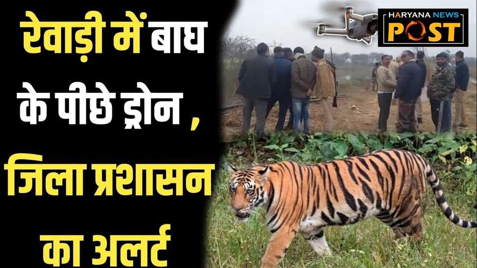Rewari Tiger News: रेवाड़ी में बाघ की सही लोकेशन नहीं मिल रही, सोशल मीडिया पर हो रहा भ्रामक प्रचार