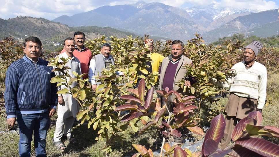 Success Stories: पालमपुर के सेहल गांव के 37 किसान ऐसे ला रहे हैं हिमाचल में क्रांति, जानिए कैसे की शुरुआत