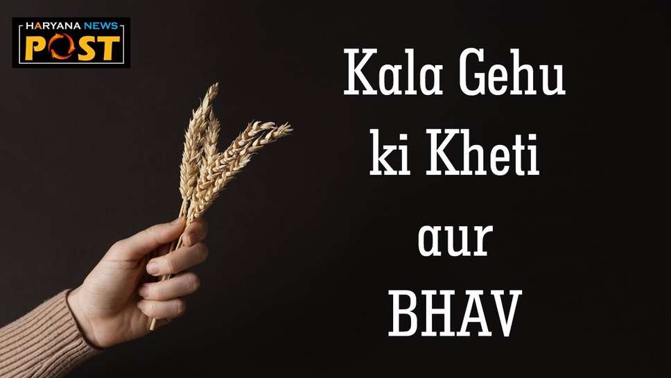 Kala Gehu Price in India: काला गेहूं की खेती कैसे की जाती है, जानें इसकी बुवाई, पैदावार और भाव