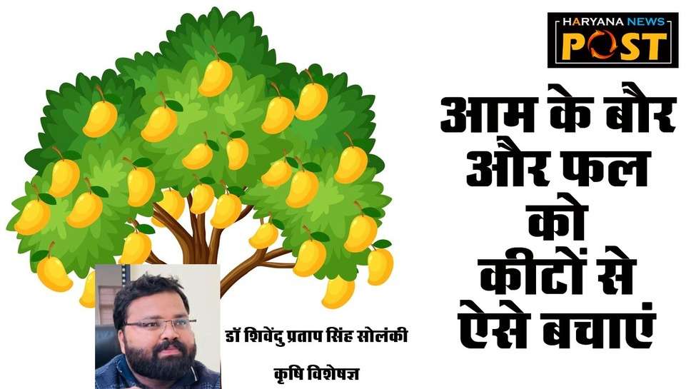 Pest Control in Mango: आम की फसल की अभी से करें देखभाल, इन कीटों से बचाकर किसान ले सकते हैं बंपर पैदावार