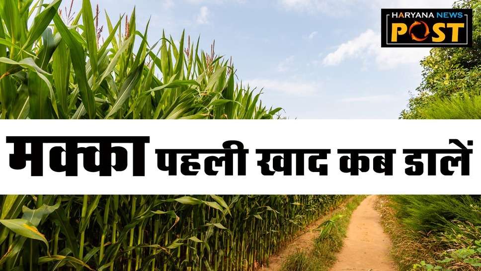 When to apply first fertilizer to maize : मक्का में पहला खाद कब डालें, सटीक जानकारी देगी आपको अच्‍छी पैदावार