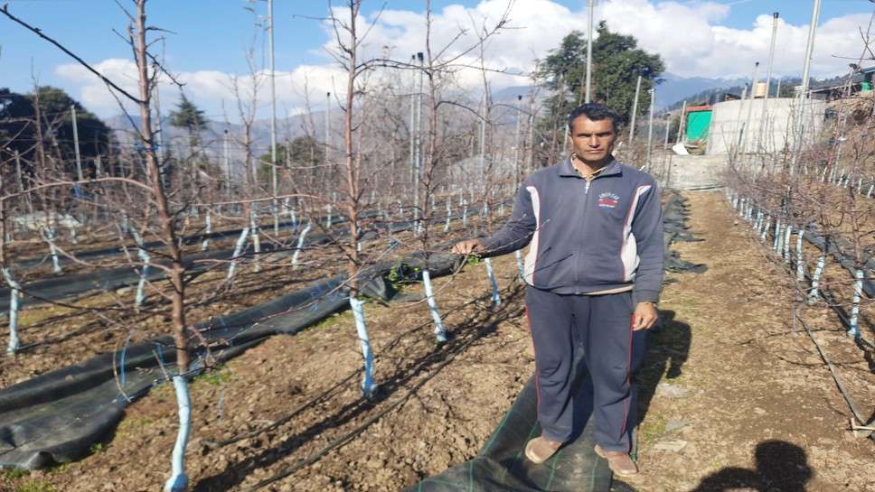 Agriculture Success Story: सेबों का उत्पादन कर लोगों के प्रेरणास्रोत बने धारो राम